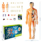 3D Human Body Torso Model For Kids Anatomy Model Skeleton